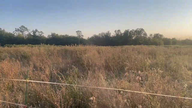 Красный Л.Толстого