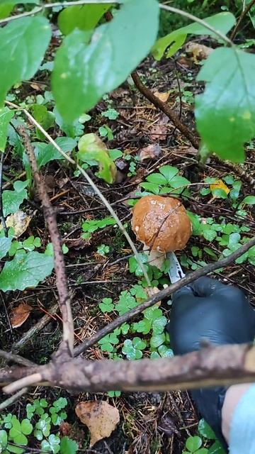 18 августа 2025 год Московская область, Ступинский район. Тихая охота.