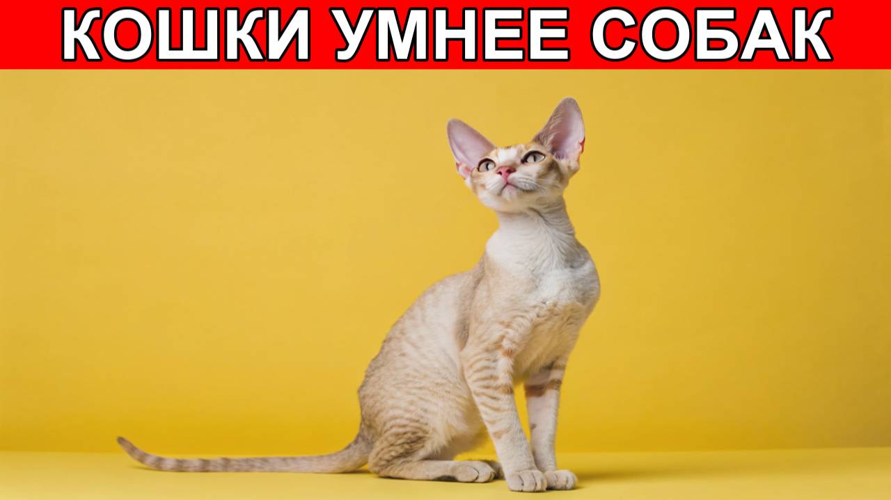 🐱 Как понять, что ваша кошка вас ДЕЙСТВИТЕЛЬНО любит 10 научных фактов