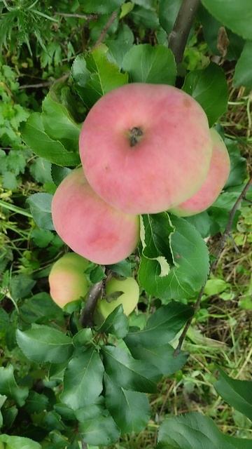 Яблоки новый урожай