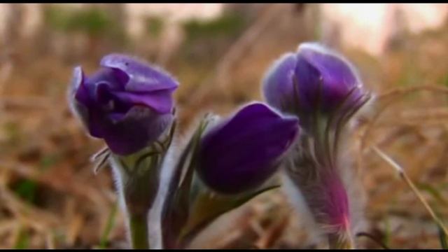 Россия - Родина моя