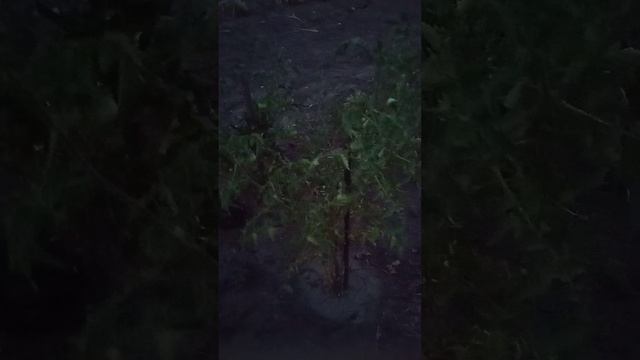 Я на огороде