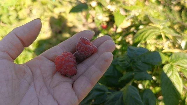 Малина Венги. 20.08.25 г.