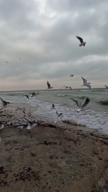 Чёрное море, Крым