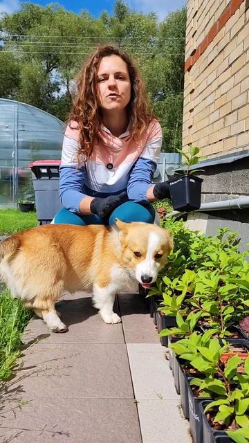 Саженцы моих гортензий.