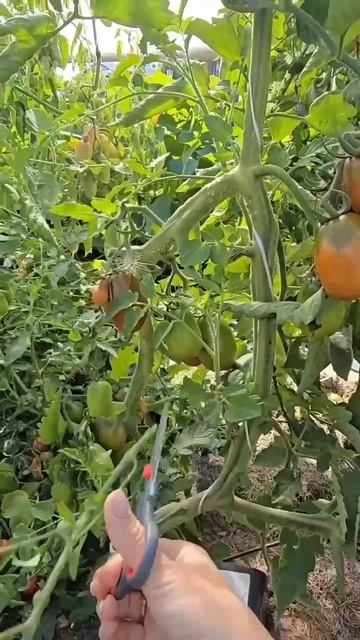 Как ускорить созревание томатов. Самое интересное в телеграмм Https://t.me/turizm100