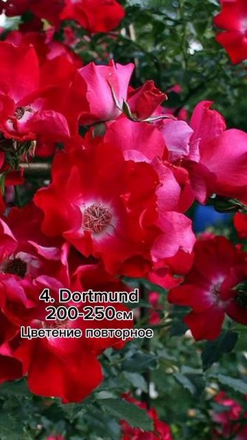 Топ -5 плетистых роз. Самое интересное в телеграмм Https://t.me/turizm100