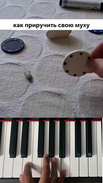 Ручная муха 🫶🪰