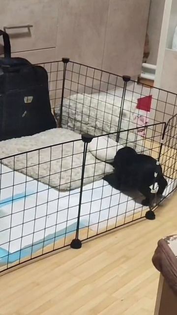 Русский охотничий спаниель, 1месяц