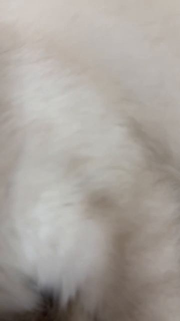 Кайф #asmr #relaxing #pets #cat #котики #невскаямаскарадная