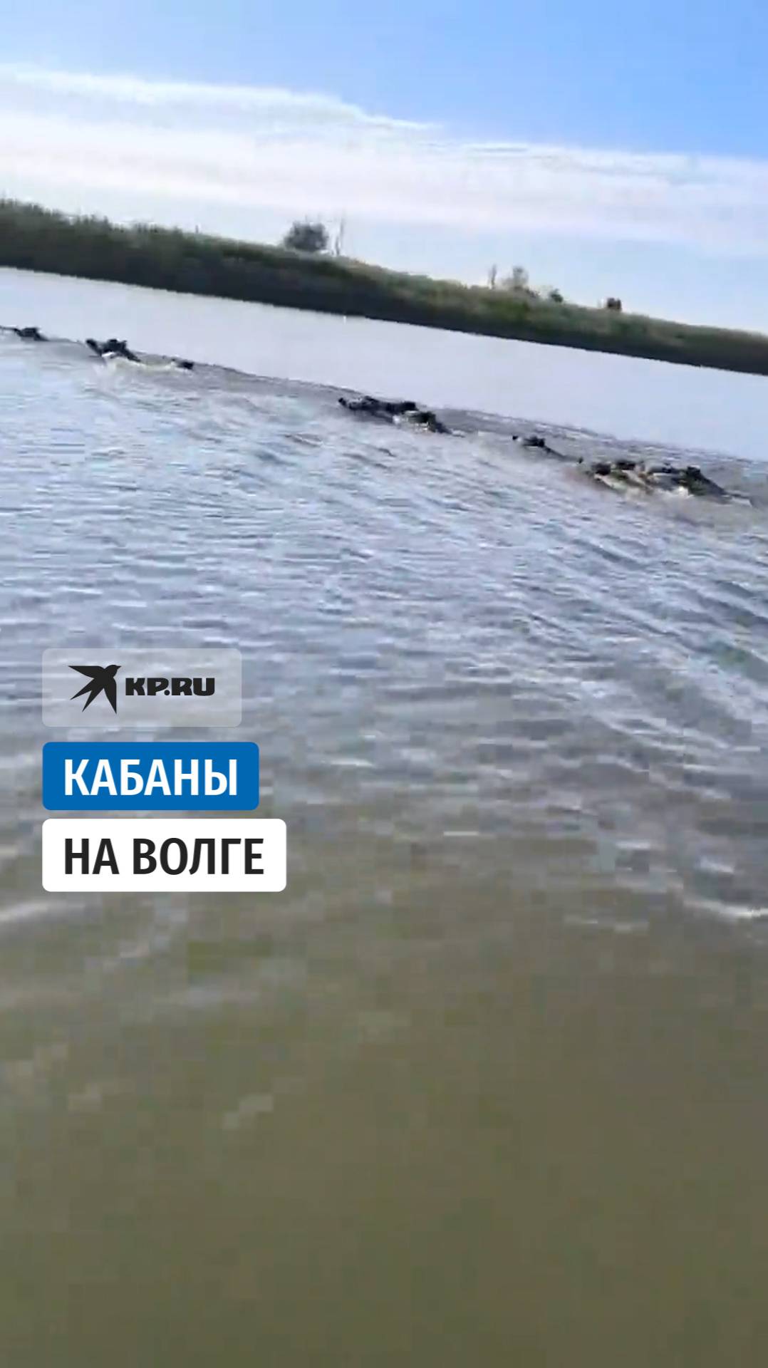 Комсомольская правда