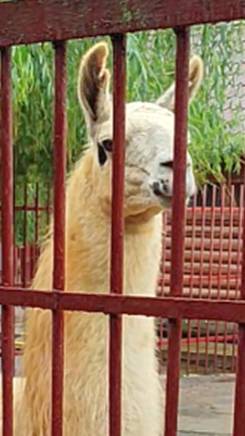 Живой город