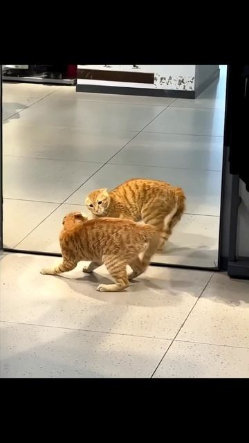 Утро с котиками
