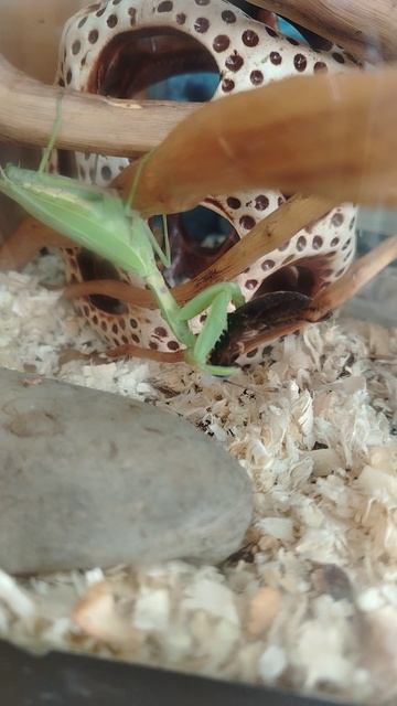 богомол&таракана