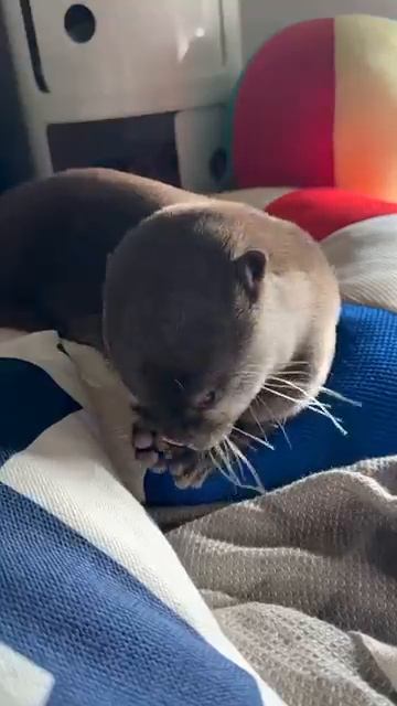 Выдра с чешущимся носом чихает!