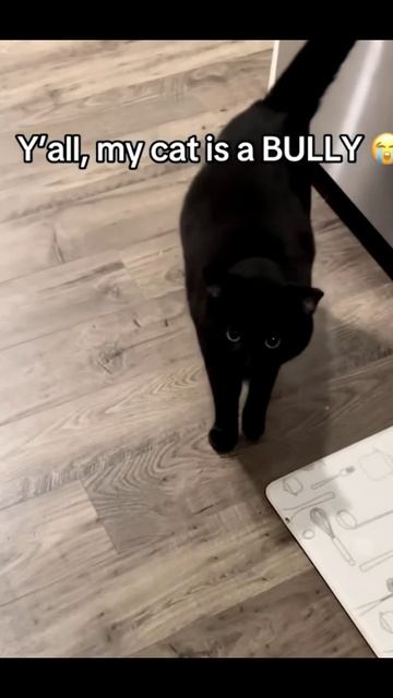 Котики весёлые