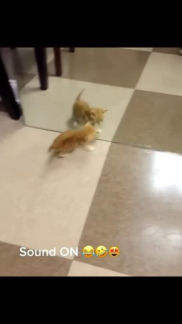 С Котиками веселее