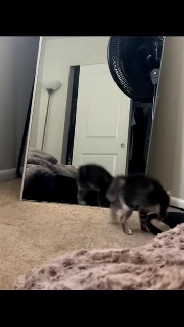 Смешные коты