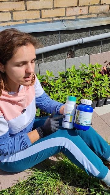 Обработка сада от болезней и от насекомых-вредителей.