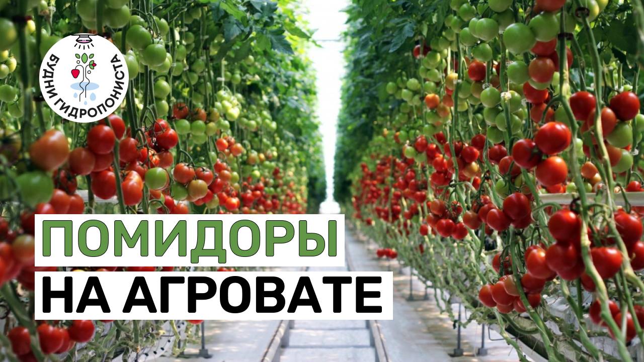 Помидоры на минеральной вате (агровате)