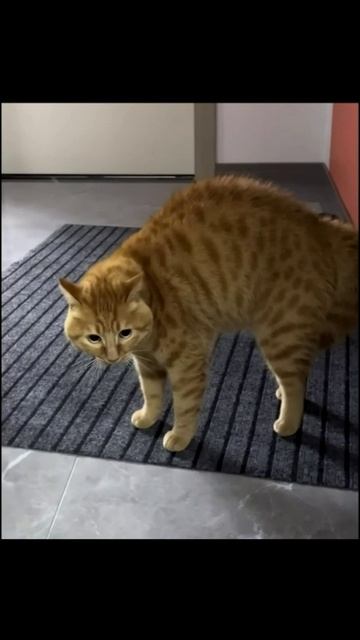 Весёлые котики