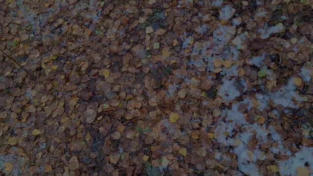 Спортивное ориентирование