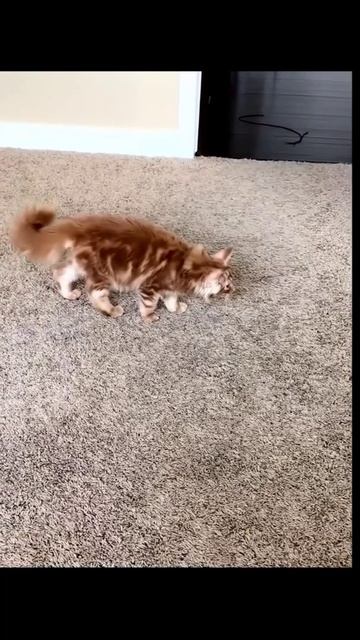 Злобные коты
