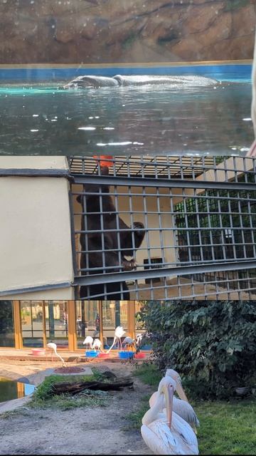 Лара без Кларнета