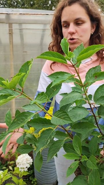 Когда можно сажать гортензии?