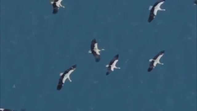 В.Высоцкий Белое Безмолвие