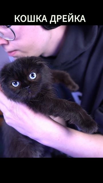 Дрейк завёл себе питомца