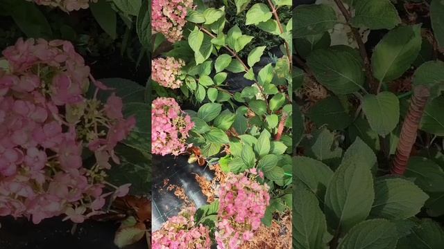 Гортензии метельчатые после дождя.mp4