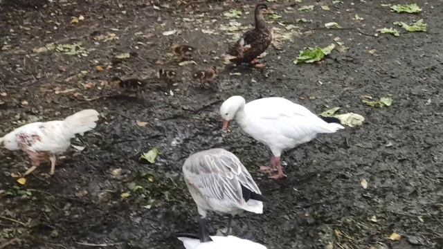 Поездка на Ферму 