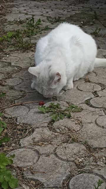 Котик на остановке Чкалова,г Петропавловск