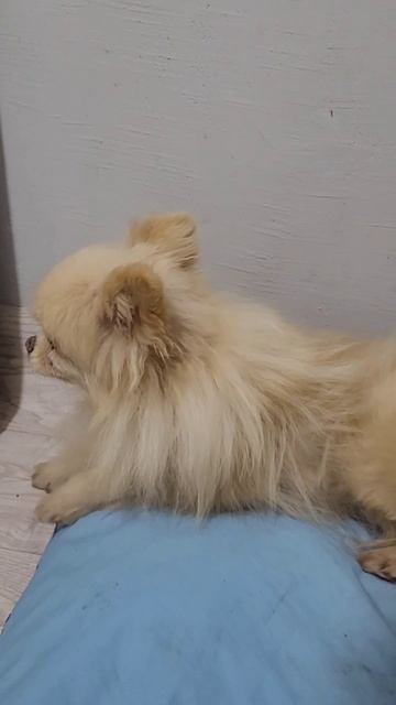 Бабулёк в поисках дома.