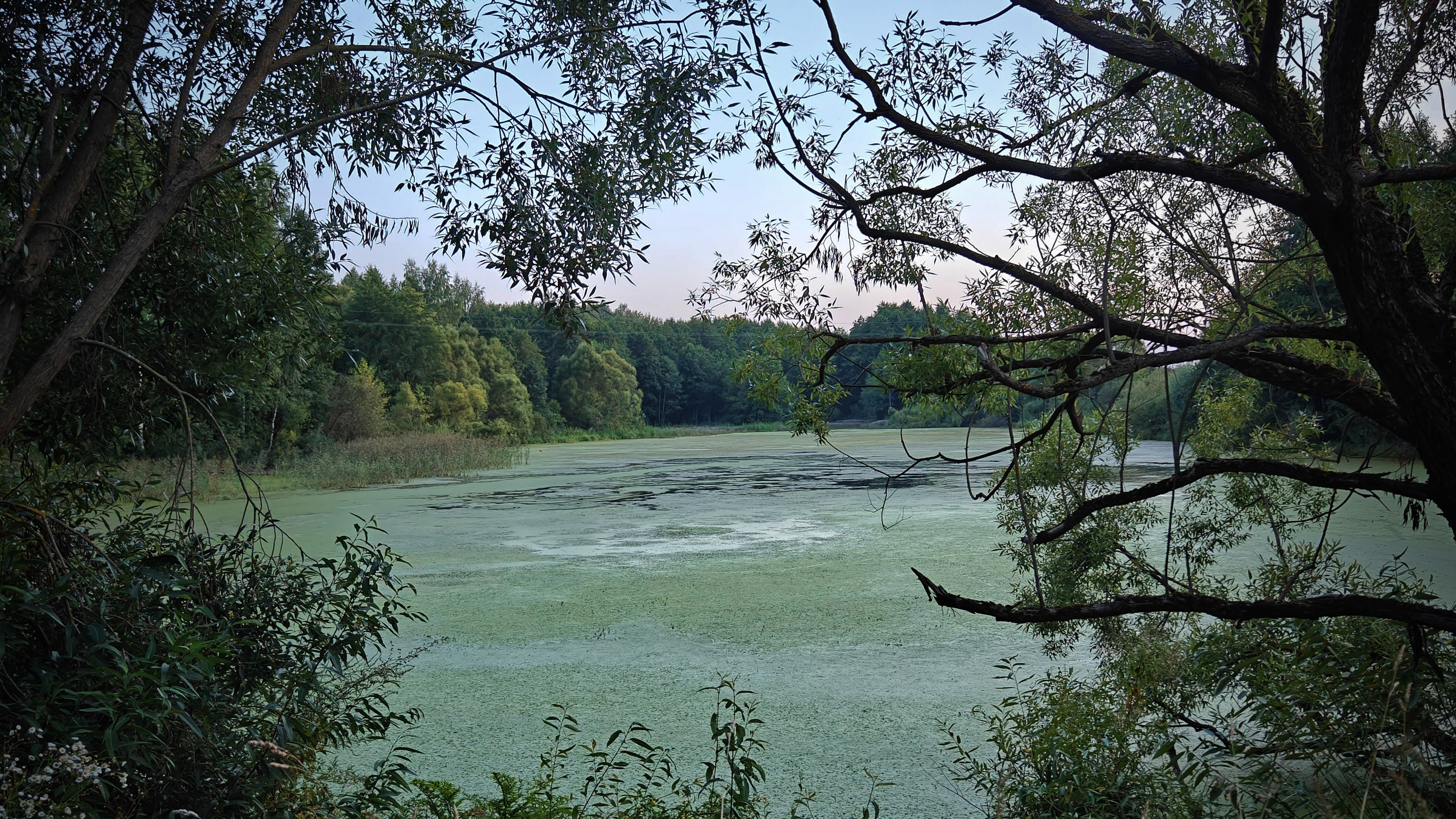 Релакс. Вечерние пение птиц