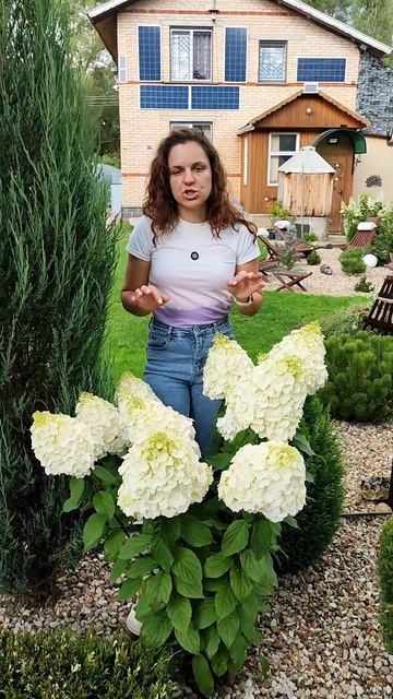 Метельчатая гортензия Polar Bear или Полярный мишка.