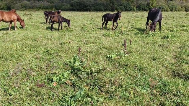 лошади пересчет поголовья . ожеребилась молодая кобыла