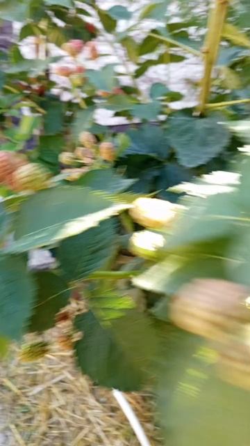 11.08.25 Ежевика П.А.Фридом .mp4