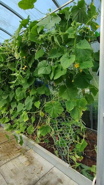 Огурцы на пластиковой сетке.