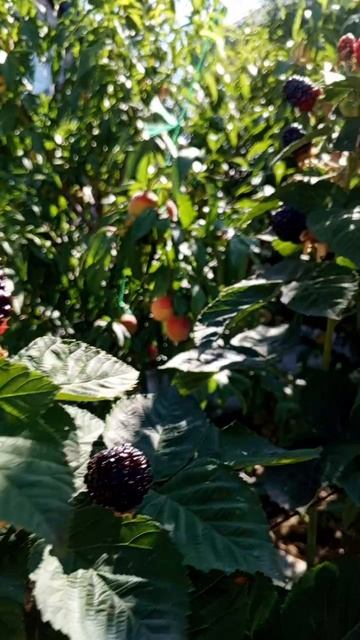 11.08.25 Ежевика Блэк Джэм .mp4