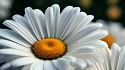 Ромашка. Автор и исполнитель Лада Буланова