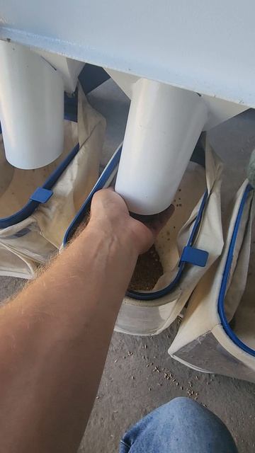 очистка чечевицы от семечки