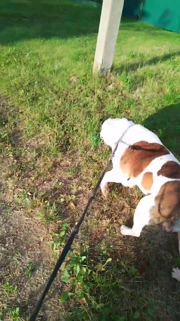 Дарвин на прогулке