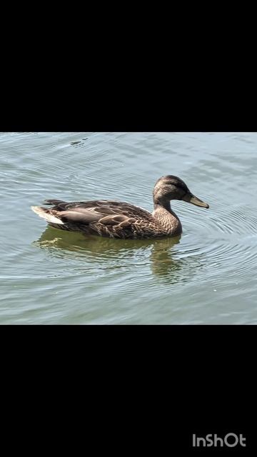 Елисей на Стодольском озере.