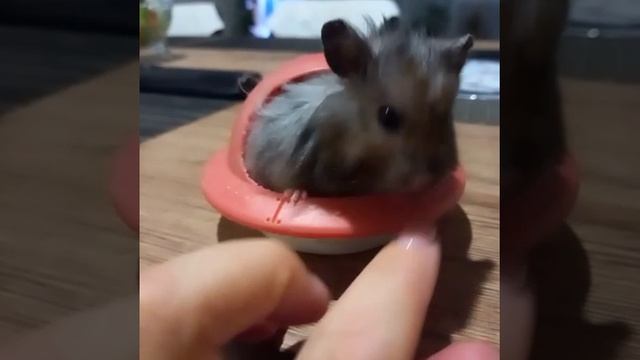 32857224b45ebbb0524423fcf6460b85