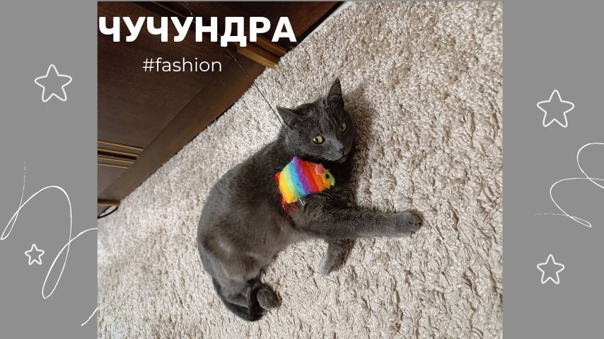 Чучундра - королева кошачьих лежанок))