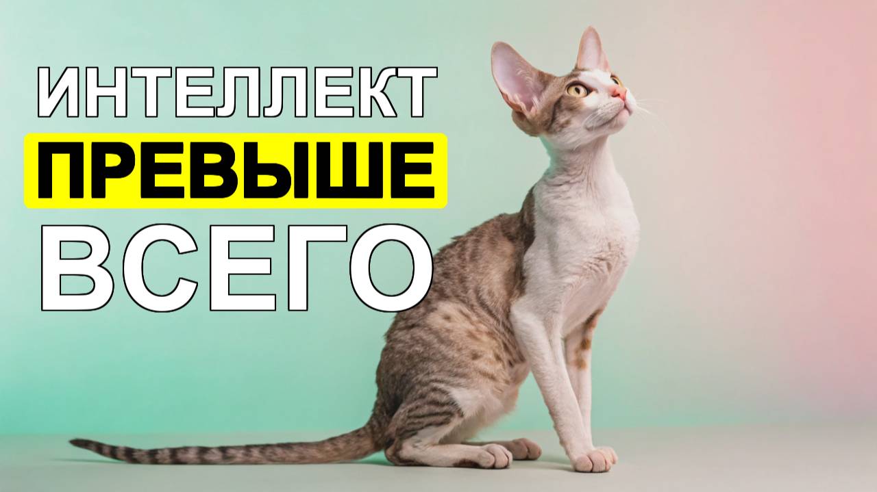 🧠 8 ПРИЗНАКОВ того, что ваша кошка - НАСТОЯЩИЙ гений
