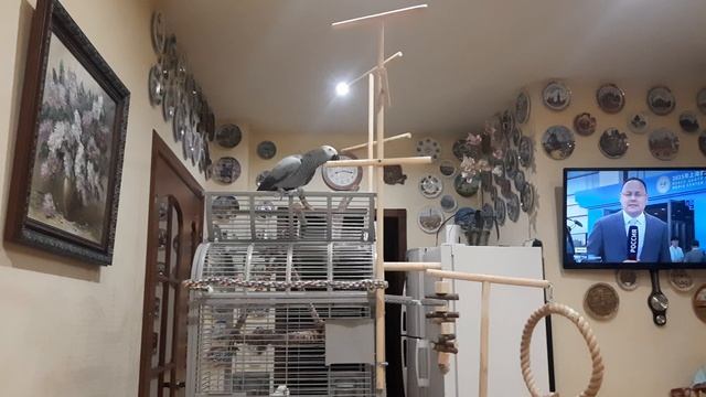 Попугай Жаки.mp4