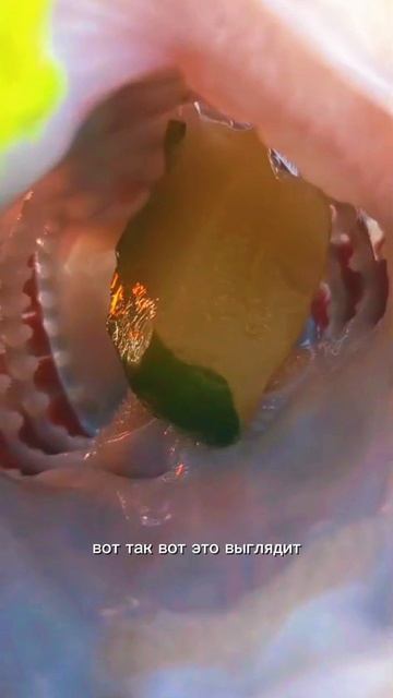 Морская рыбалка во Владивостоке +79147374096